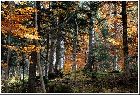 les belles couleurs de la forêt en automne